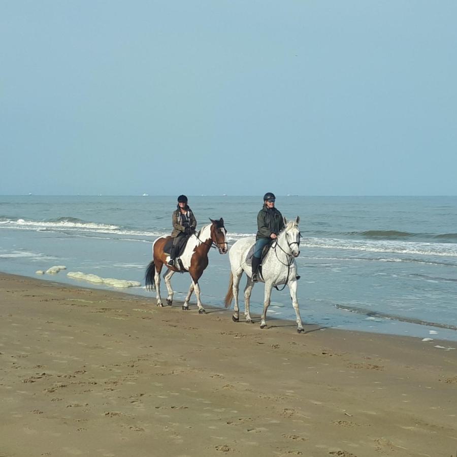 Stern * Noordwijk